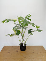 Monstera Aurea Tricolor - Approx 2ft Tall - Mature Exact Plant #26B - 6" Pot