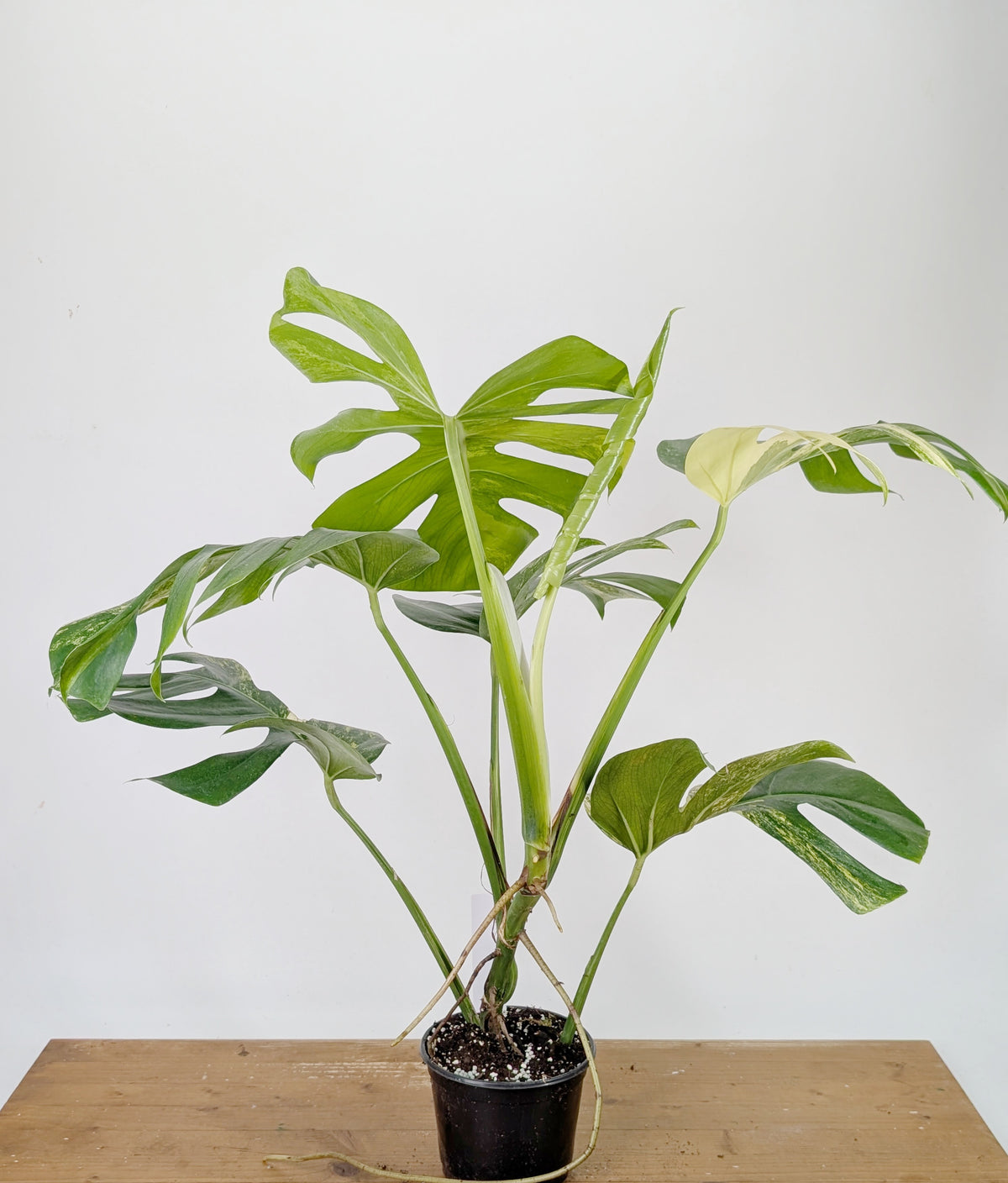 Monstera Aurea Tricolor - Approx 2ft Tall - Mature Exact Plant #26B - 6" Pot