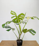 Monstera Aurea Tricolor - Approx 2ft Tall - Mature Exact Plant #26B - 6" Pot
