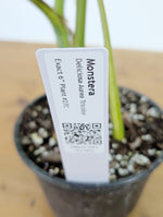 Monstera Aurea Tricolor - Approx 2ft Tall - Mature Exact Plant #26C - 6" Pot