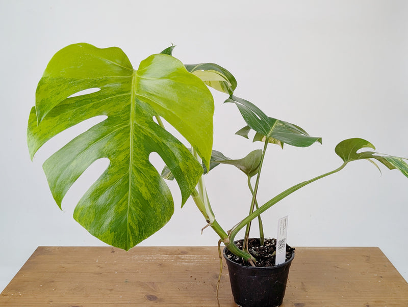 Monstera Aurea Tricolor - Approx 2ft Tall - Mature Exact Plant #26C - 6" Pot