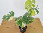 Monstera Aurea Tricolor - Approx 2ft Tall - Mature Exact Plant #26C - 6" Pot