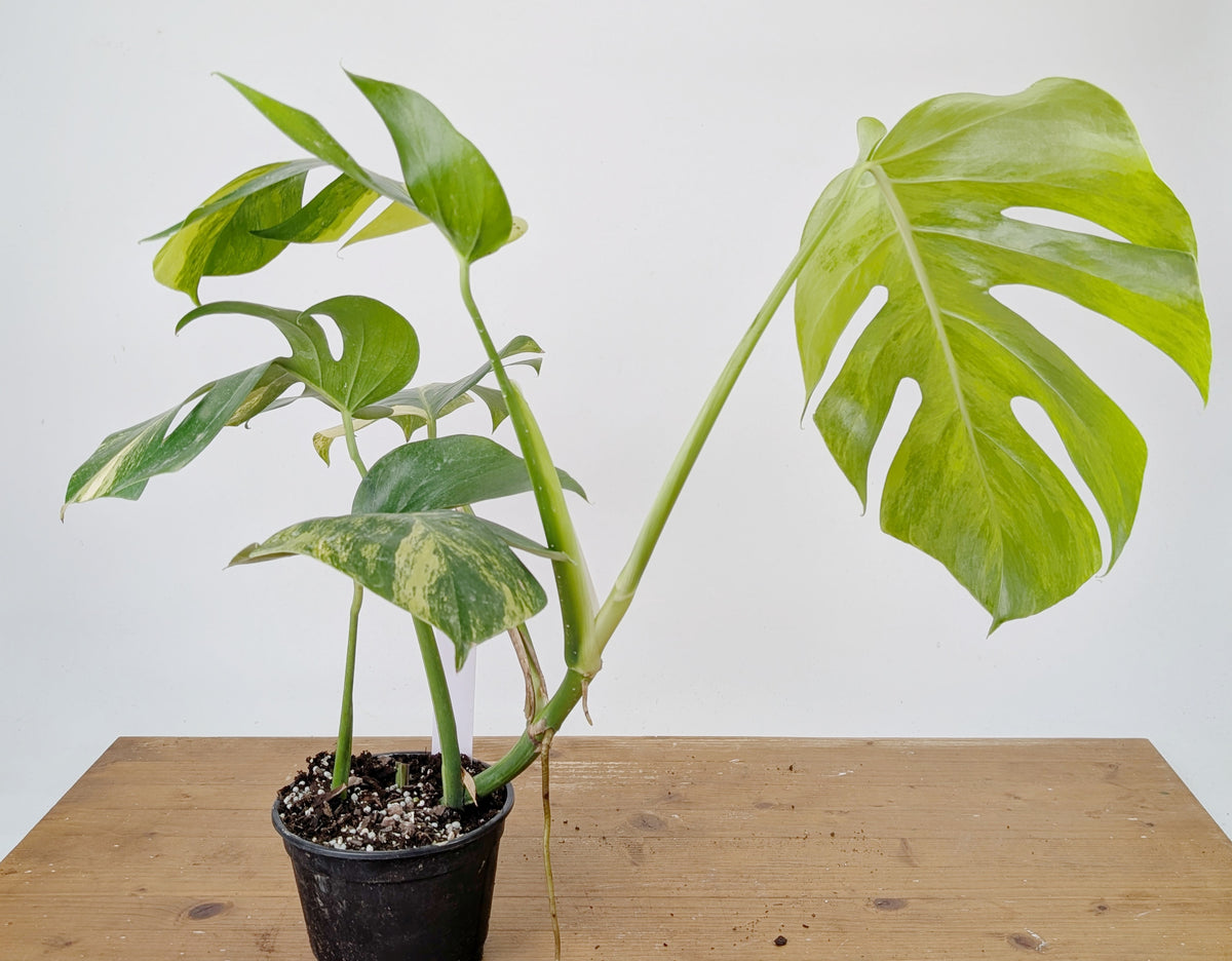 Monstera Aurea Tricolor - Approx 2ft Tall - Mature Exact Plant #26C - 6" Pot