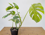 Monstera Aurea Tricolor - Approx 2ft Tall - Mature Exact Plant #26C - 6" Pot