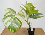 Monstera Aurea Tricolor - Approx 2ft Tall - Mature Exact Plant #26D - 6" Pot