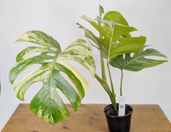 Monstera Aurea Tricolor - Approx 2ft Tall - Mature Exact Plant #26D - 6" Pot