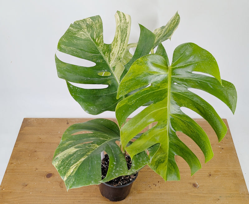 Monstera Aurea Tricolor - Approx 2ft Tall - Mature Exact Plant #26D - 6" Pot