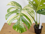 Monstera Aurea Tricolor - Approx 2ft Tall - Mature Exact Plant #26D - 6" Pot
