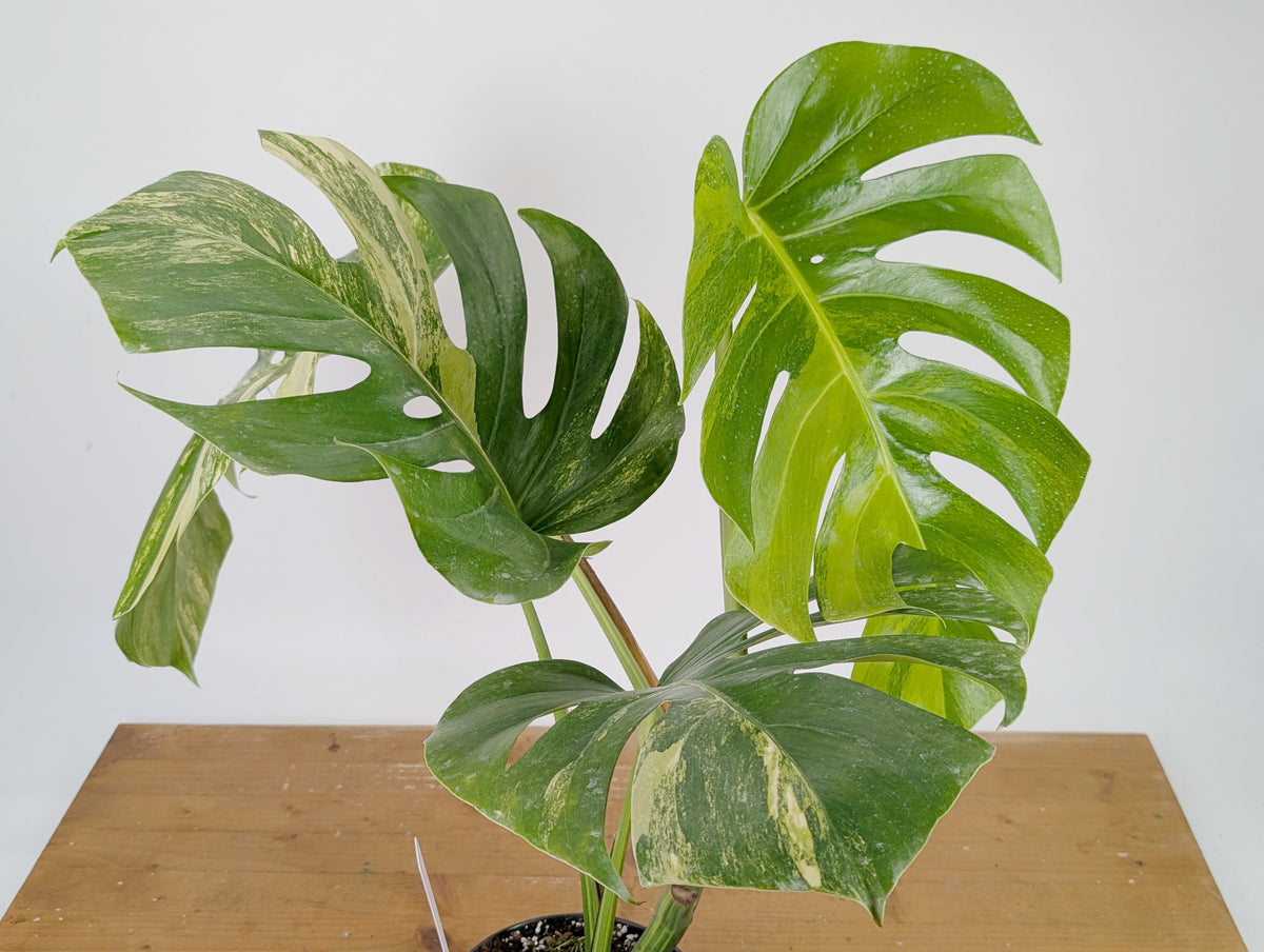 Monstera Aurea Tricolor - Approx 2ft Tall - Mature Exact Plant #26D - 6" Pot