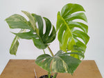 Monstera Aurea Tricolor - Approx 2ft Tall - Mature Exact Plant #26D - 6" Pot