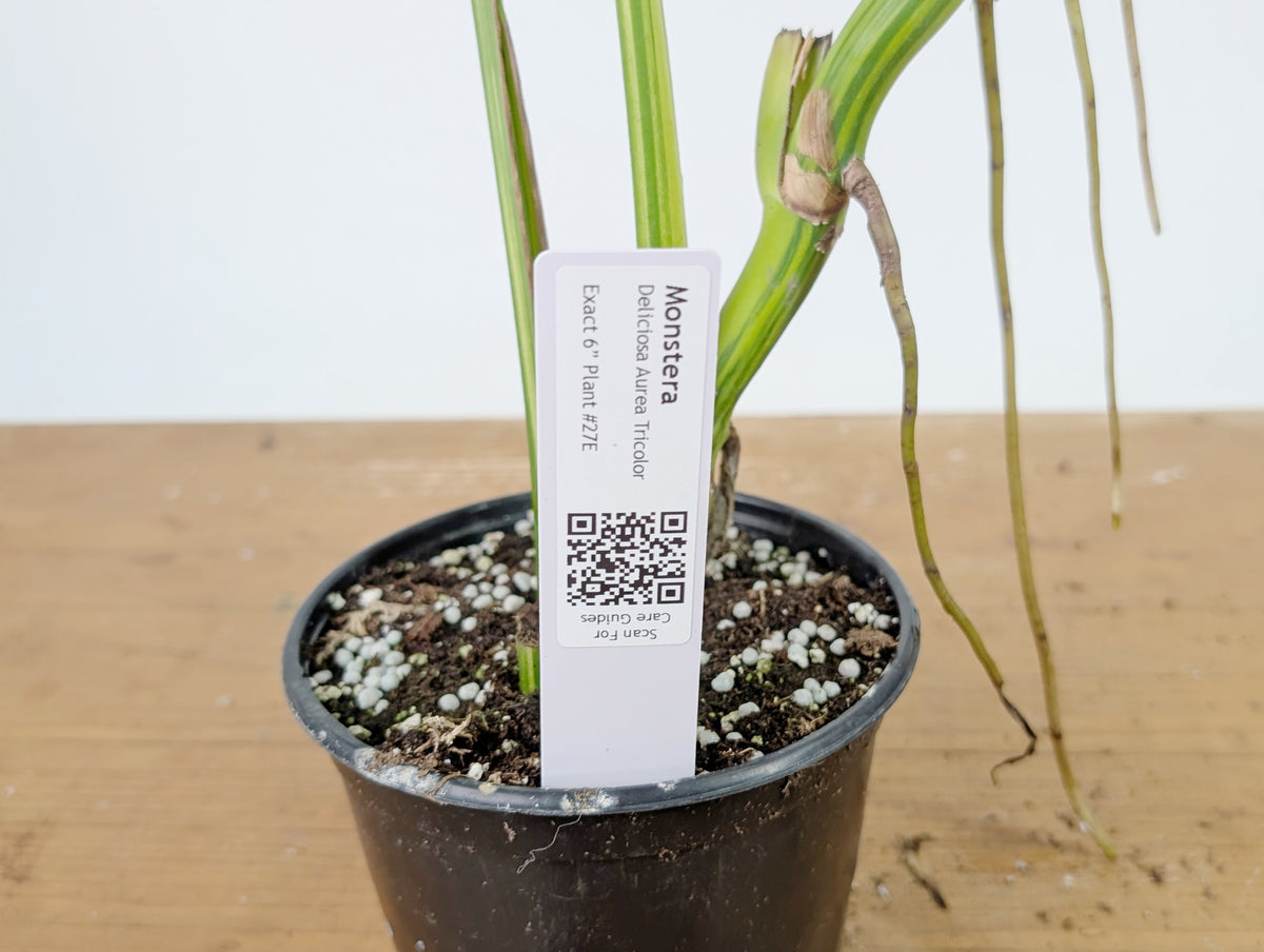 Monstera Aurea Tricolor - Approx 2ft Tall - Mature Exact Plant #26E - 6" Pot