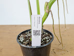 Monstera Aurea Tricolor - Approx 2ft Tall - Mature Exact Plant #26E - 6" Pot
