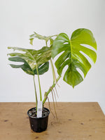Monstera Aurea Tricolor - Approx 2ft Tall - Mature Exact Plant #26E - 6" Pot