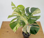 Monstera Aurea Tricolor - Approx 2ft Tall - Mature Exact Plant #26E - 6" Pot