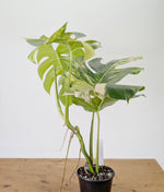 Monstera Aurea Tricolor - Approx 2ft Tall - Mature Exact Plant #26E - 6" Pot