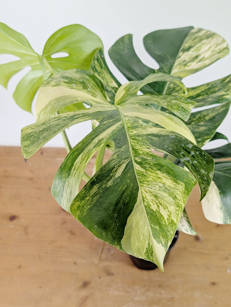 Monstera Aurea Tricolor - Approx 2ft Tall - Mature Exact Plant #26E - 6" Pot