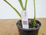 Monstera Aurea Tricolor - Approx 2ft Tall - Mature Exact Plant #26F - 6" Pot
