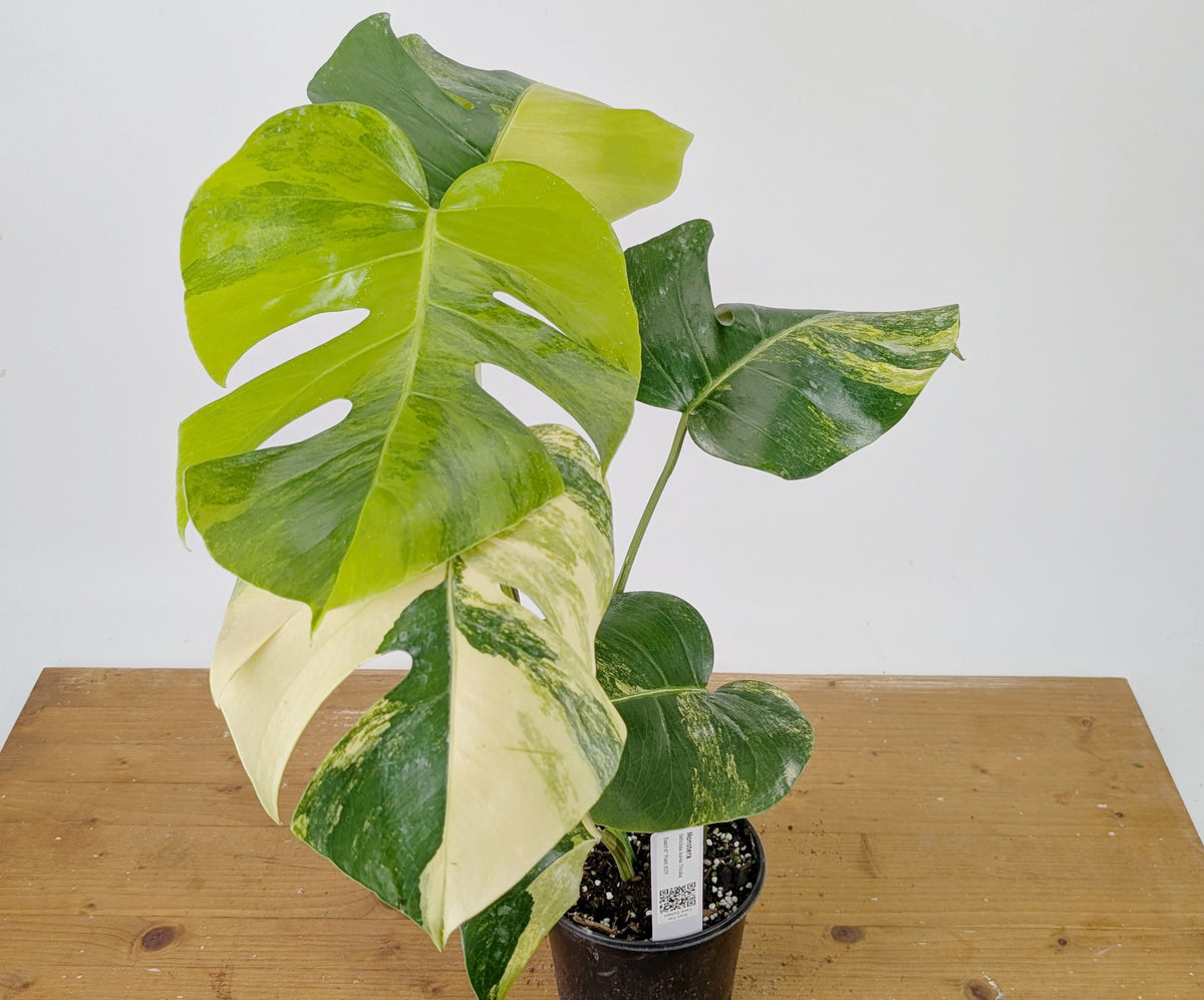 Monstera Aurea Tricolor - Approx 2ft Tall - Mature Exact Plant #26F - 6" Pot