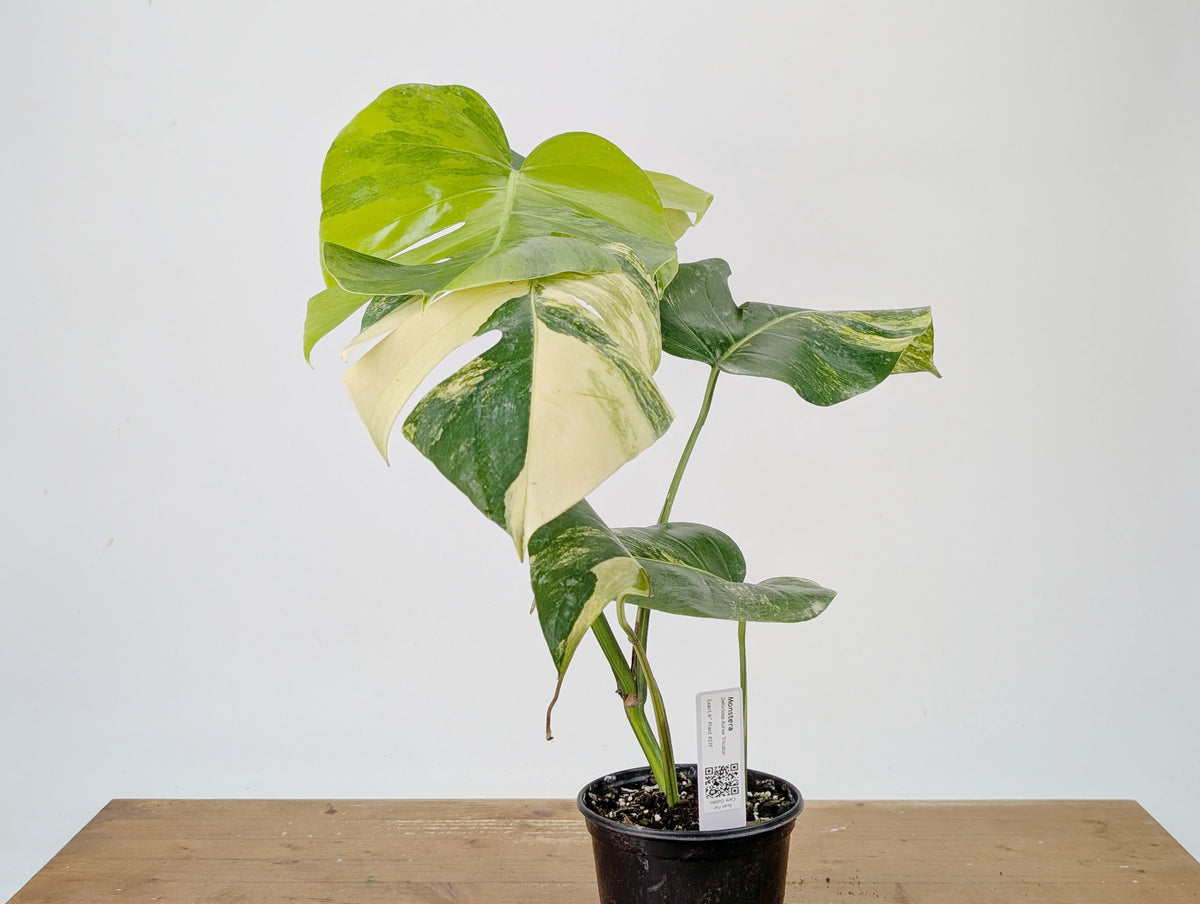 Monstera Aurea Tricolor - Approx 2ft Tall - Mature Exact Plant #26F - 6" Pot