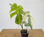 Monstera Aurea Tricolor - Approx 2ft Tall - Mature Exact Plant #26F - 6" Pot