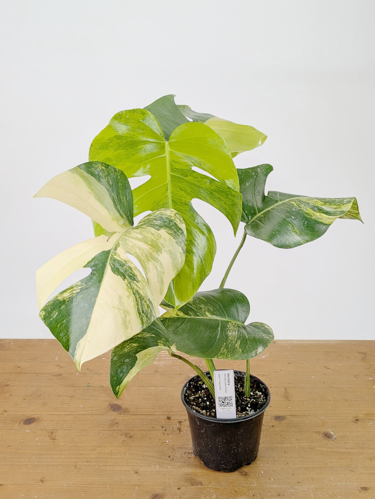 Monstera Aurea Tricolor - Approx 2ft Tall - Mature Exact Plant #26F - 6" Pot