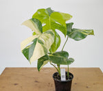 Monstera Aurea Tricolor - Approx 2ft Tall - Mature Exact Plant #26F - 6" Pot