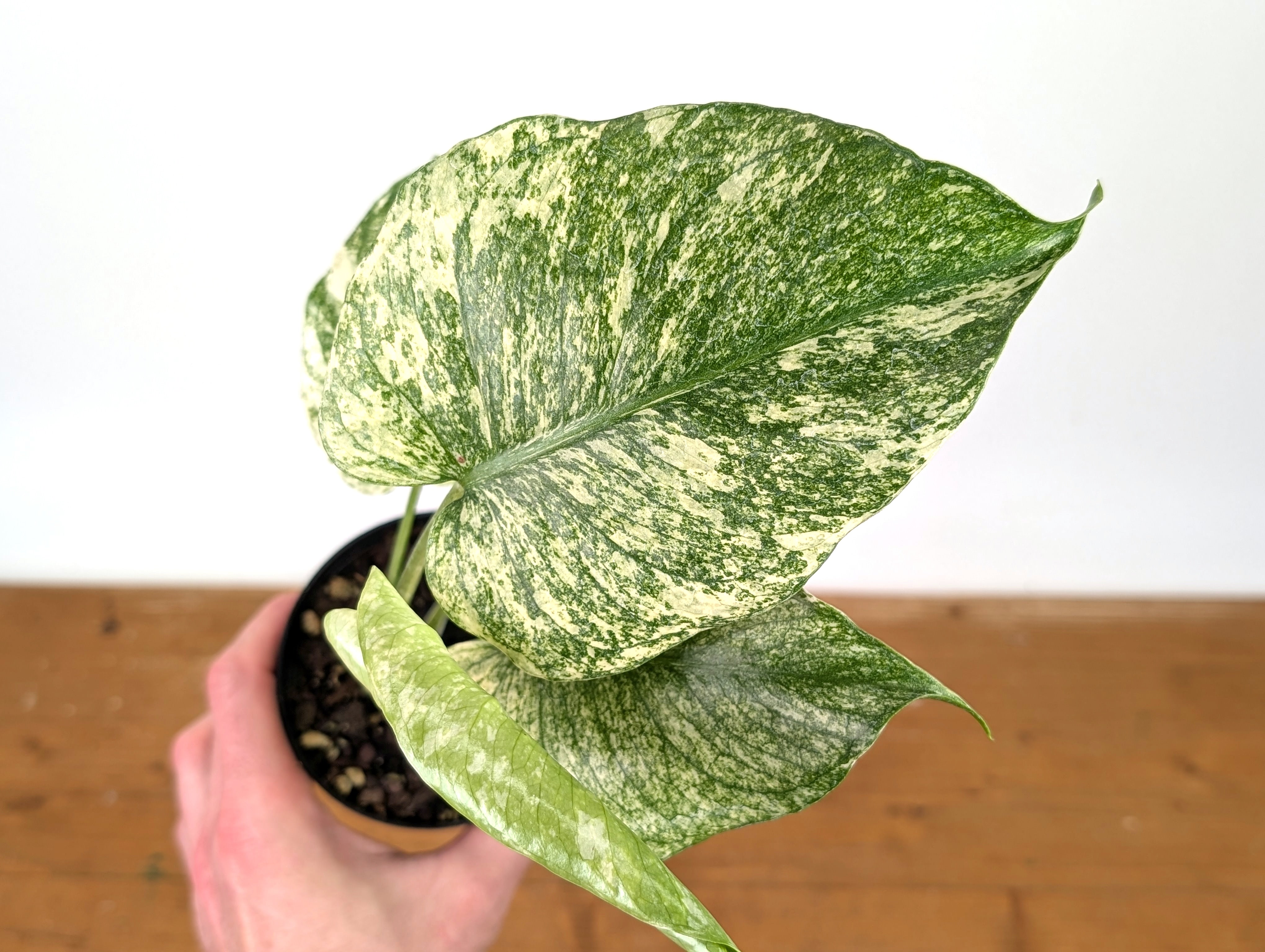 Monstera Deliciosa Mint Variegated – Plantamani Plants