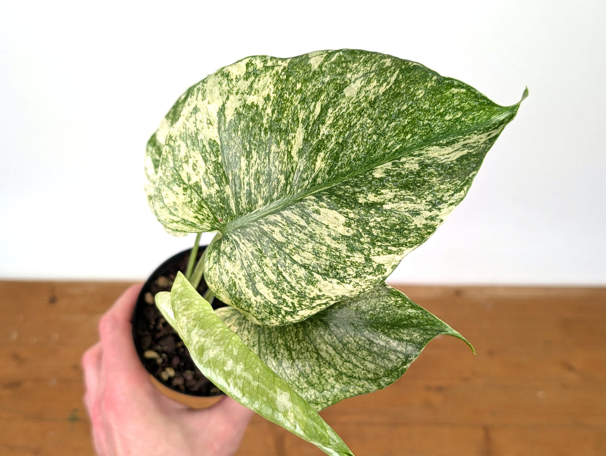Monstera Deliciosa Mint Variegated