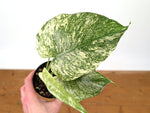 Monstera Deliciosa Mint Variegated