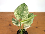 Monstera Deliciosa Mint Variegated
