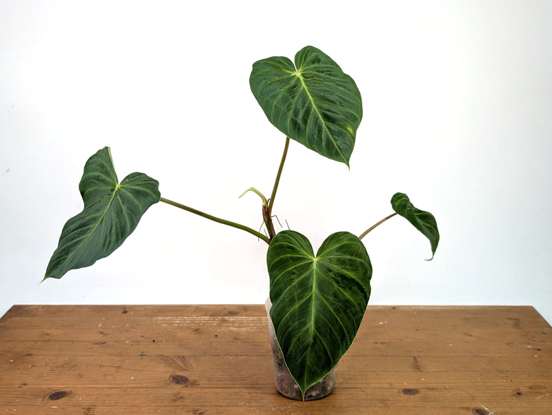 Philodendron Verrucosum 'Rude'