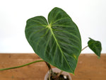 Philodendron Verrucosum 'Rude'
