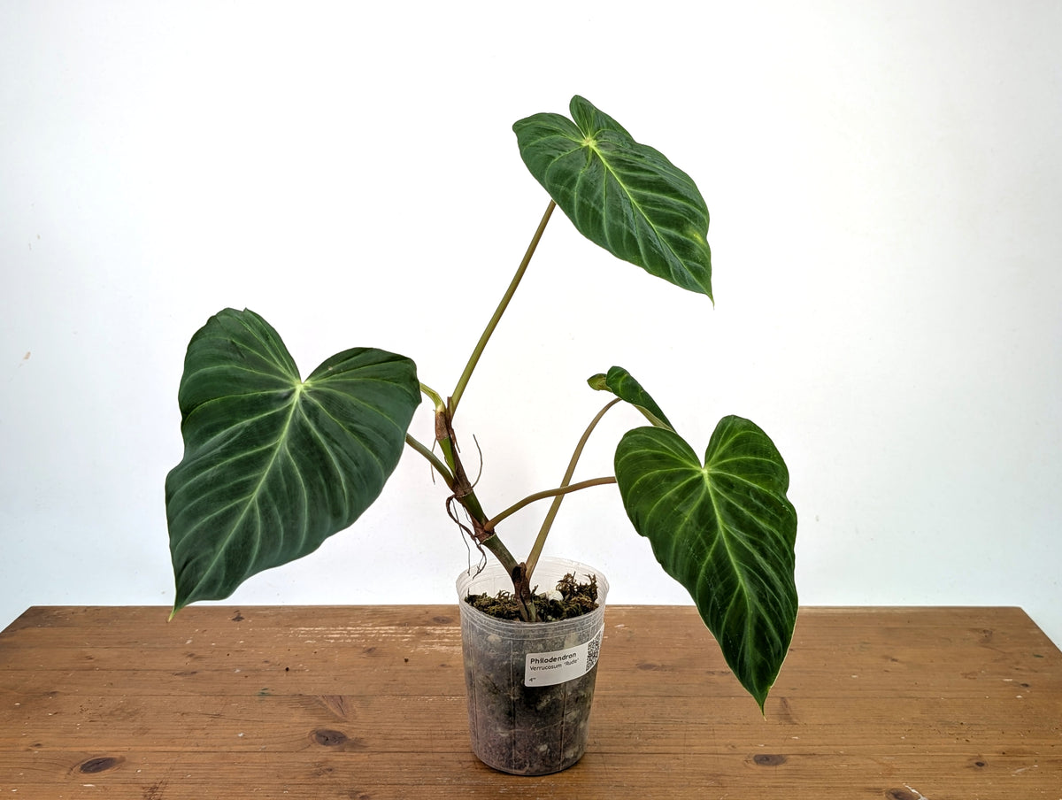 Philodendron Verrucosum 'Rude'