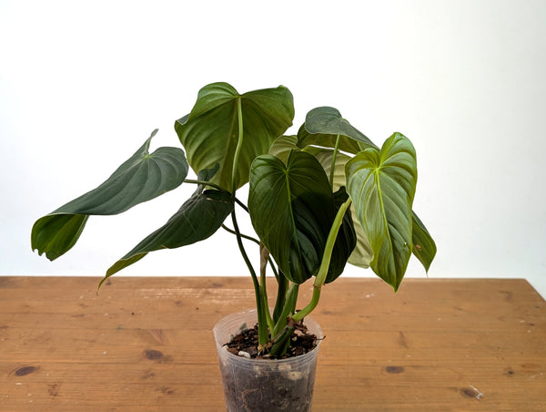 Philodendron Sterling Velvet - (Sodiroi x Melanochrysum)