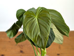 Philodendron Sterling Velvet - (Sodiroi x Melanochrysum)