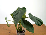 Philodendron Sterling Velvet - (Sodiroi x Melanochrysum)