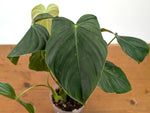 Philodendron Sterling Velvet - (Sodiroi x Melanochrysum)