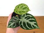 Anthurium Silver Blush