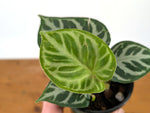 Anthurium Silver Blush