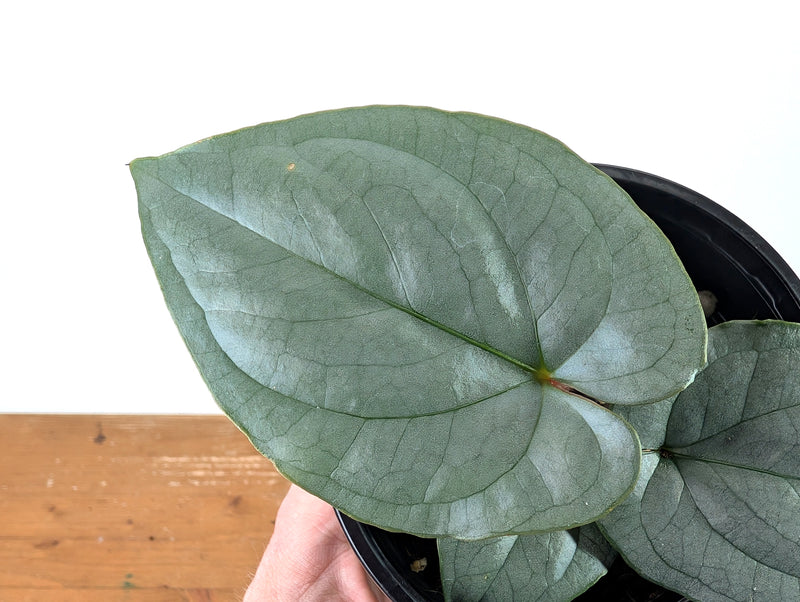 Anthurium Silver