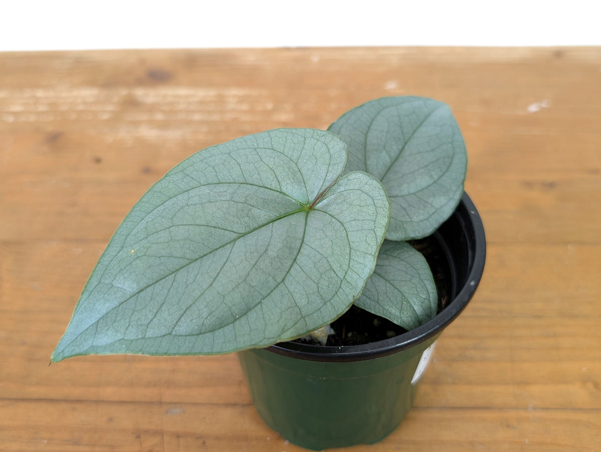 Anthurium Silver