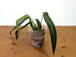 Anthurium Warocqueanum Esmeralda - Exact Plant #27A (4 inch pot)