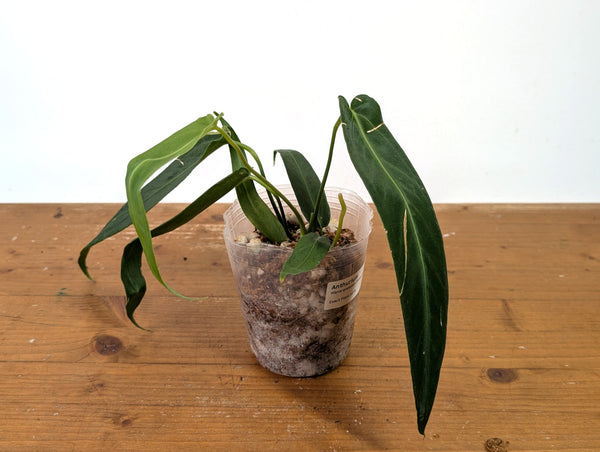 Anthurium Warocqueanum Esmeralda - Exact Plant #27A (4 inch pot)