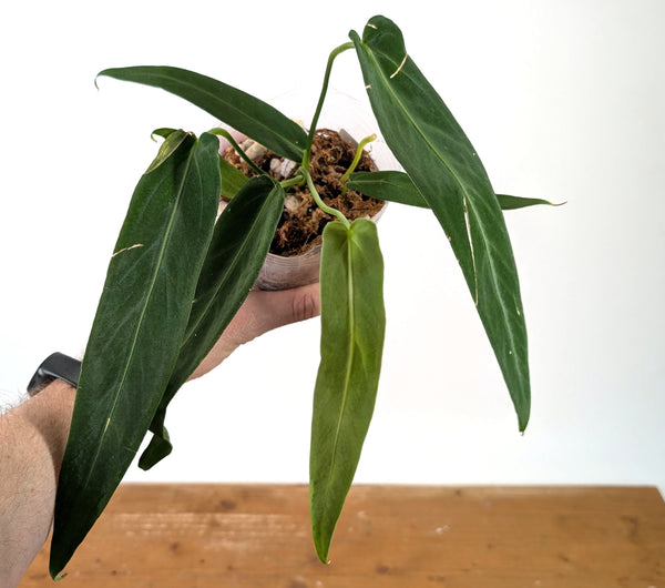 Anthurium Warocqueanum Esmeralda - Exact Plant #27A (4 inch pot)