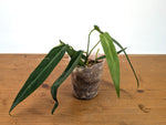 Anthurium Warocqueanum Esmeralda - Exact Plant #27A (4 inch pot)