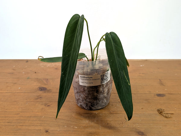 Anthurium Warocqueanum Esmeralda - Exact Plant #27B (4 inch pot)