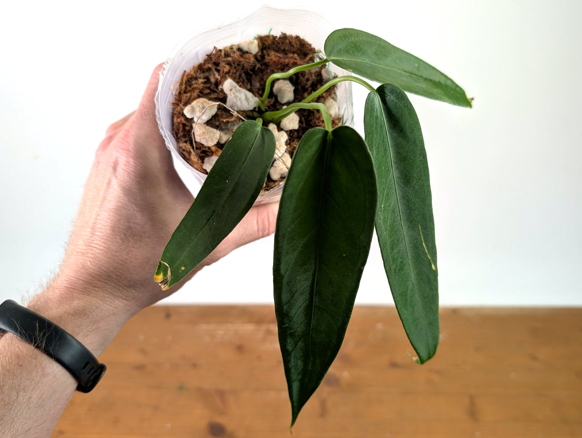 Anthurium Warocqueanum Esmeralda - Exact Plant #27B (4 inch pot)