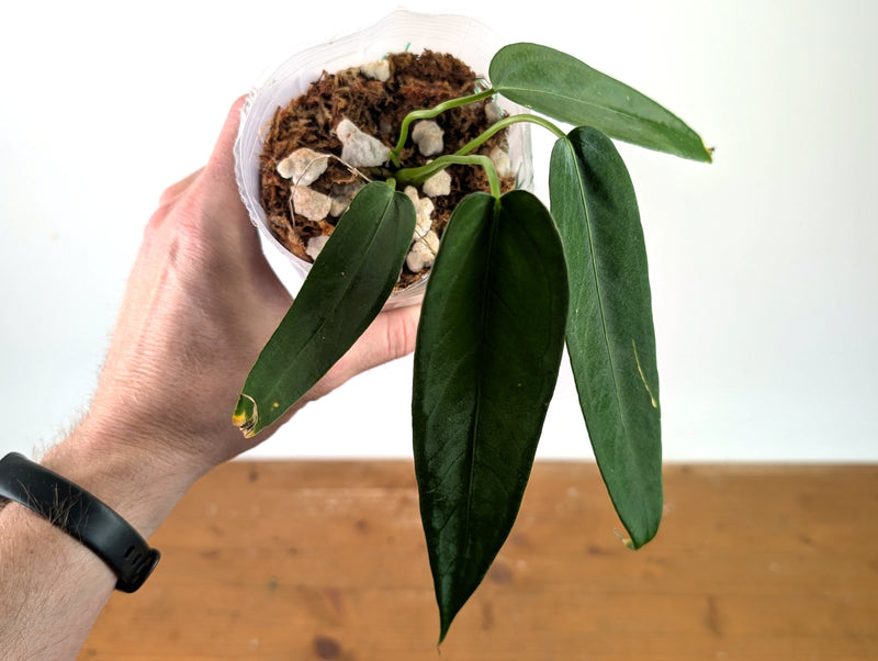 Anthurium Warocqueanum Esmeralda - Exact Plant #27B (4 inch pot)