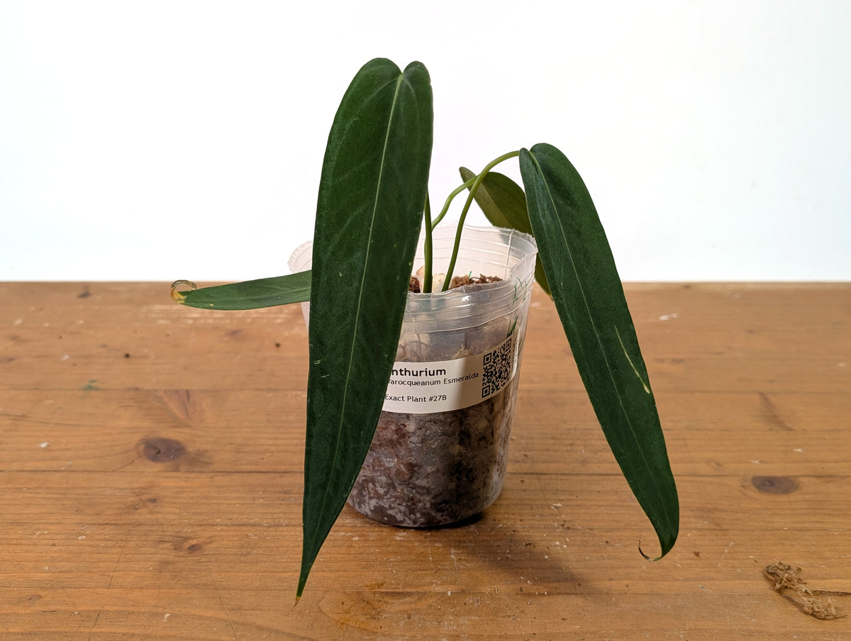 Anthurium Warocqueanum Esmeralda - Exact Plant #27B (4 inch pot)