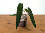 Anthurium Warocqueanum Esmeralda - Exact Plant #27B (4 inch pot)